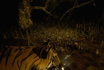 1_bengal_tiger.jpg