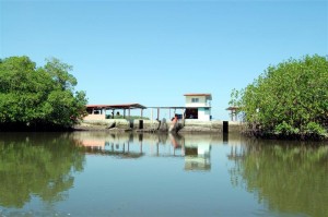 1-beauty-screen-medium Shrimp farm buildings glimpsed through gaps in the mangrove ´beauty screen.´