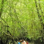 Giant mangroves of the Esmeraldas Giant mangroves of the Esmeraldas