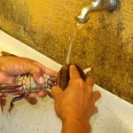 crab-clean-up-1-medium From mud to menu, a mangrove crab undergoes a final clean before its appointment with the pot.
