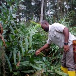 florencio-medium Changes in water flow as a result of a nearby shrimp farm have allowed an aggressive fern to invade the forest. Florencio Nazareno can do little to counter the inavder, except chop it back where it blocks the boardwalk.