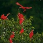 ibis Tim Laman's stunning picture of scarlet ibises in Trinidad ran in the National Geographic mangrove story in 2007.