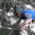 manuel-on-mud-2-medium Seu Manuel gets down to business, reaching into the crab´s lair.