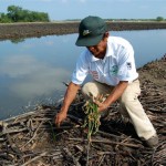 planter-2-medium Among the ruins of a destroyed mangrove wetland, the seeds of tomorrow´s forest are planted.