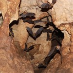 Butterfly bats stream out of a limestone cave at Cayo Caguanes.
