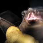bat-medium Night belongs to the bats . . . and their captors.