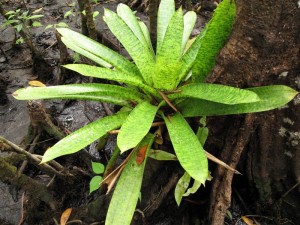 brom-on-pell-2-medium Bromeliad on a Pelliciera trunk.