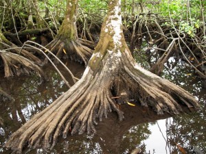buttresses-medium Pelliciera trees have buttressed roots for stability.