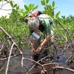 candy-dwarf-forest-medium Candy Feller in the dwarf mangrove forest.