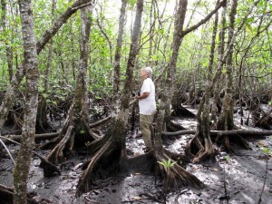 candy-pell-forest-medium Candy Feller in the Pelliciera forest of Peninsula Valiente.