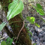 epiphytes-2-medium Epiphytes on the mangroves are a feature of Panama.