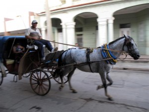 horse-cart-3-medium The sound of horses' hooves on the streets is one of the pleasures of early morning in Cuba.