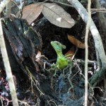 jesus-lizard-medium Young basilisk, or Jesus Christ lizard.