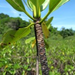 leaf-scars-medium Leaf scars provide an estimate of the age of the dwarf mangroves—as much as 300 years old.