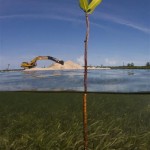 mangrove_bulldozer1-medium1 Reclamation in the Duckpond threatens mangroves and seagrass with changes in hydrology and smothering by sediment.