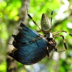 orb-3-medium Blue morpho, golden orb.