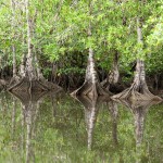 root-reflections-medium Pelliciera reflections.