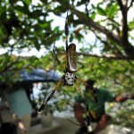 spider-4-medium Golden orb web spider near the boat.