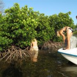 One end of the net is tied to the mangroves, a vital nursery habitat for lemon sharks.