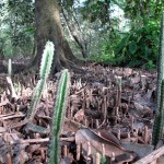 An unusual sight: cacti among the mangrove pneumatophores.