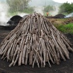Stack of mangrove wood prior to being covered with grass, then earth and converted to charcoal.