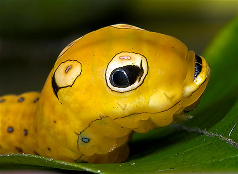 caterpillar mimicry